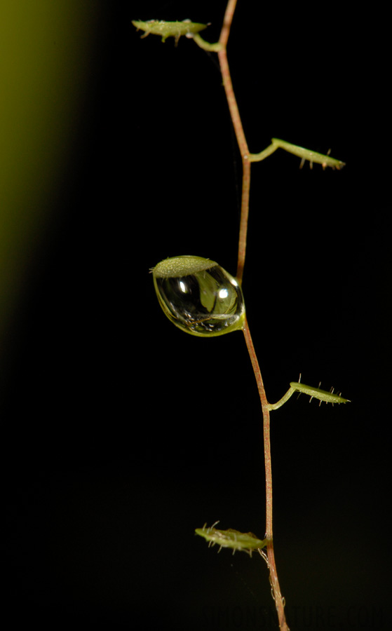 [105 mm, 1/60 Sek. bei f / 20, ISO 200]